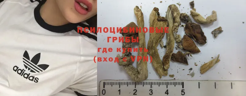 mega как войти  Малоархангельск  Галлюциногенные грибы MAGIC MUSHROOMS  наркота 